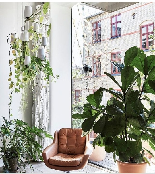 plant decor ideas for living room