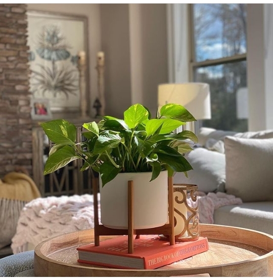 plant decor ideas for living room