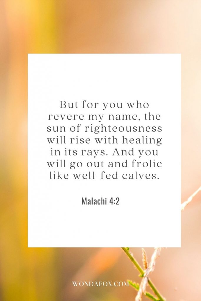 But for you who revere my name, the sun of righteousness will rise with healing in its rays. And you will go out and frolic like well-fed calves.