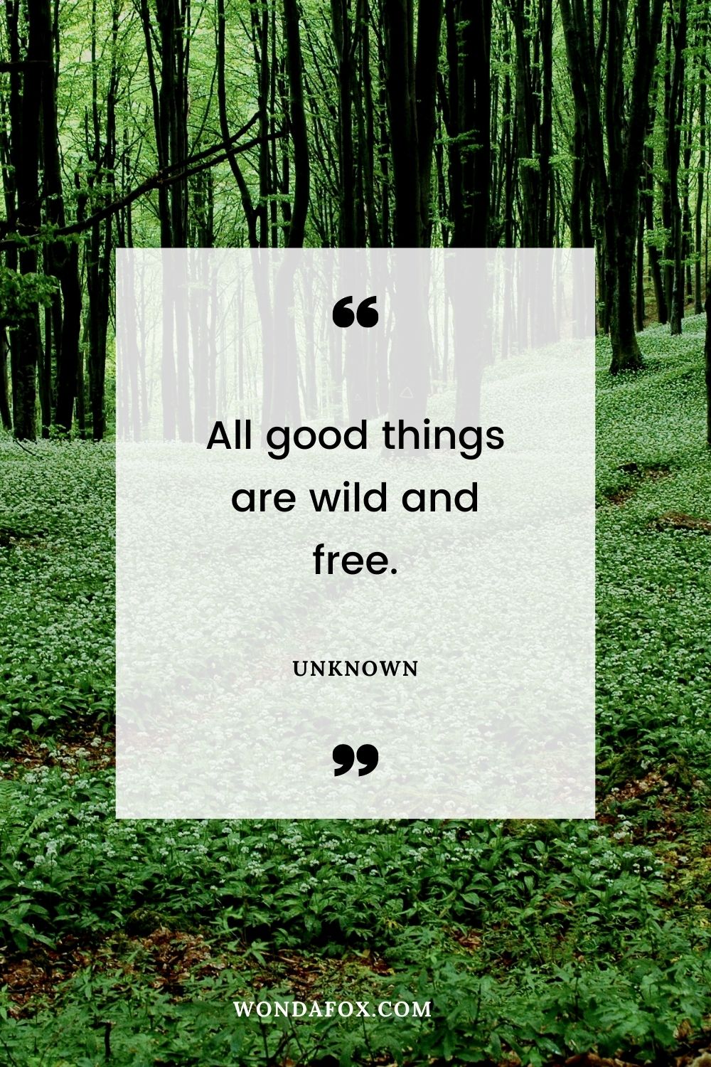 All good things are wild and free.