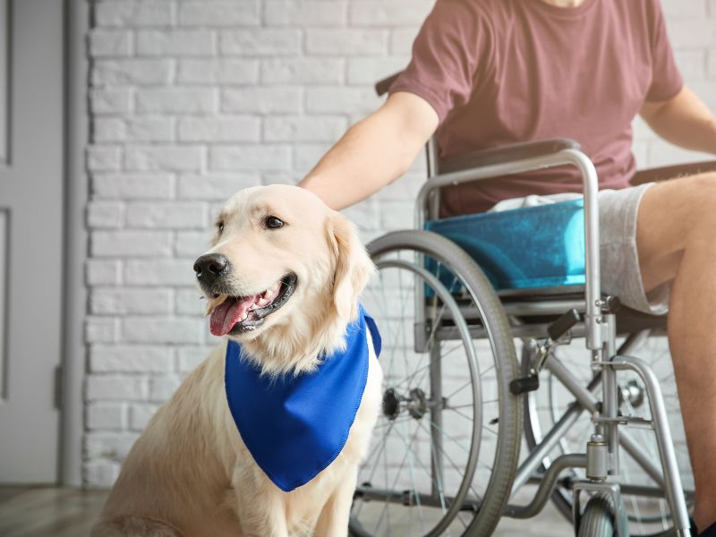 Benefits Of Having A Service Dog