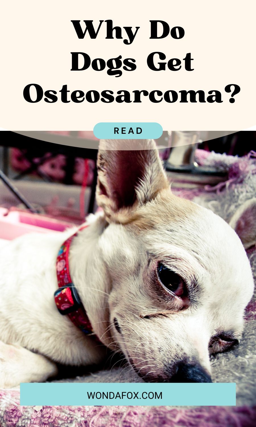 Why do Dogs get Osteosarcoma?