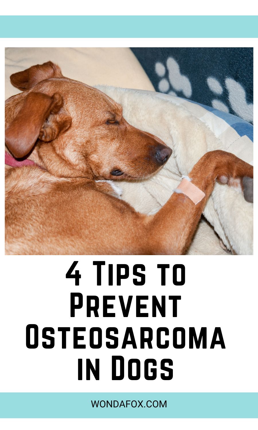 Tips to Prevent Osteosarcoma in Dogs