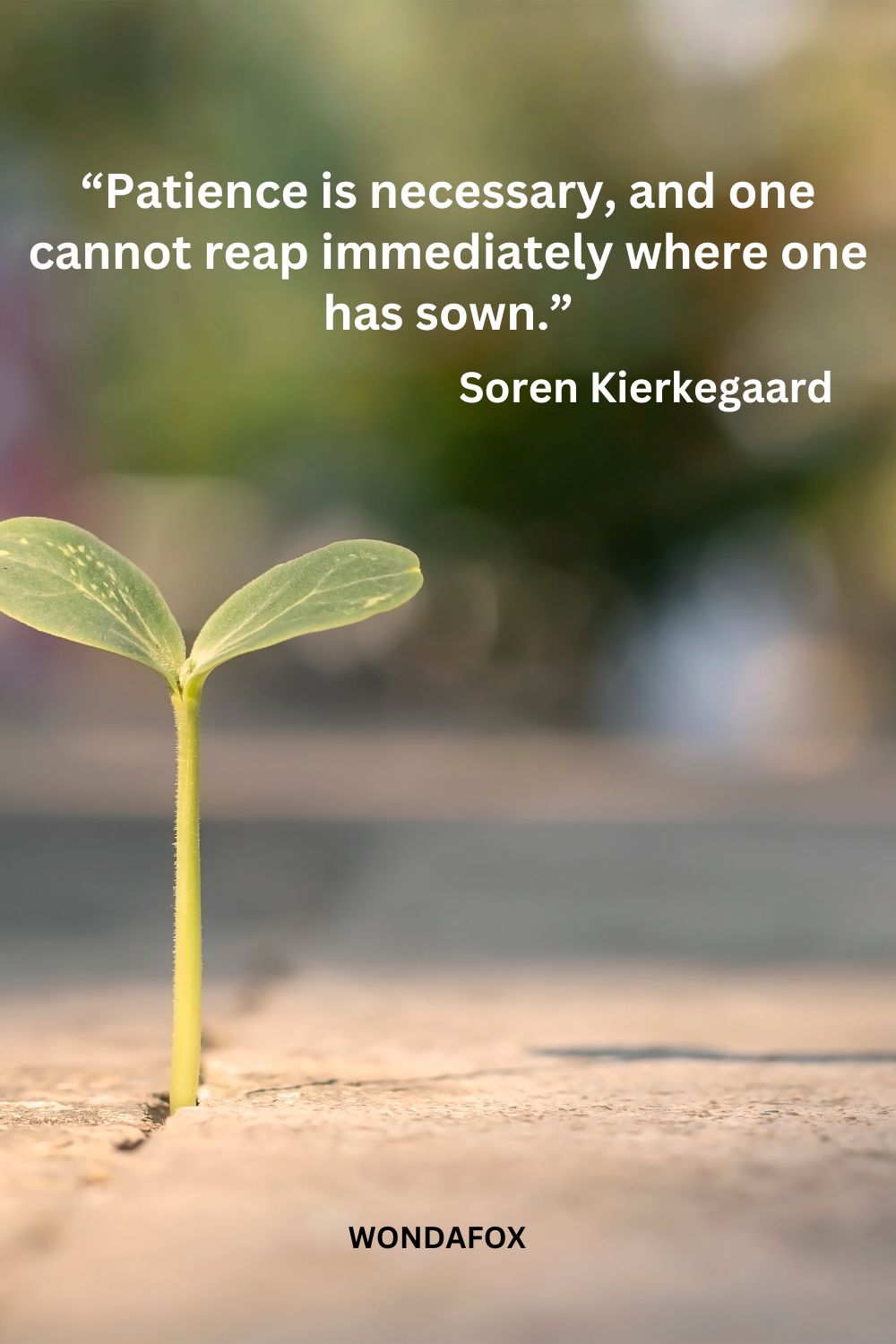 “Patience is necessary, and one cannot reap immediately where one has sown.”
Soren Kierkegaard