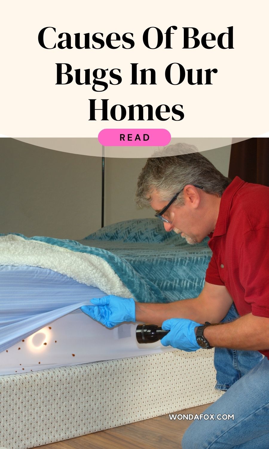 Causes of bed bugs in our homes