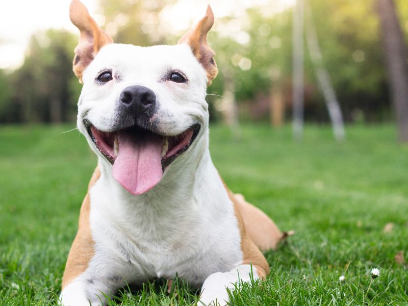 5 Practical Tips For Looking After A New Dog: